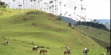 Valle de cocora